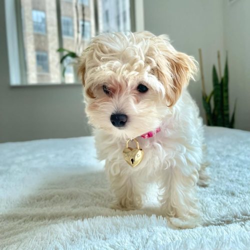 Chloe
