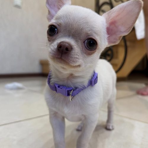 Sammy